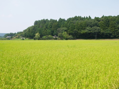 小湊夏日記　里山