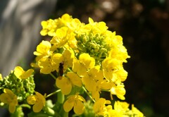 蜜を少しくださいな