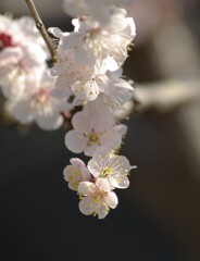 可憐な白梅