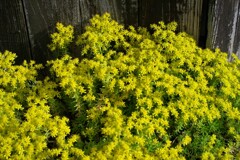 散歩で出会った花