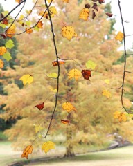 見上げた先の秋