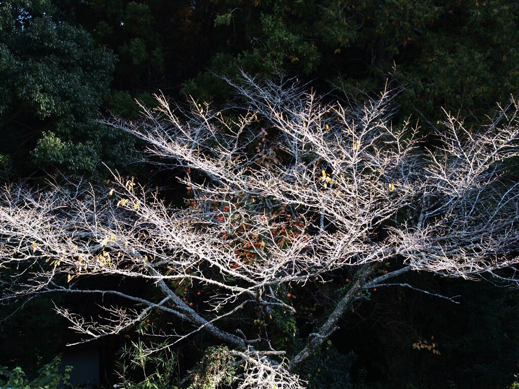 里山晩秋