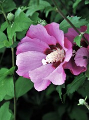 散歩で出会った草花