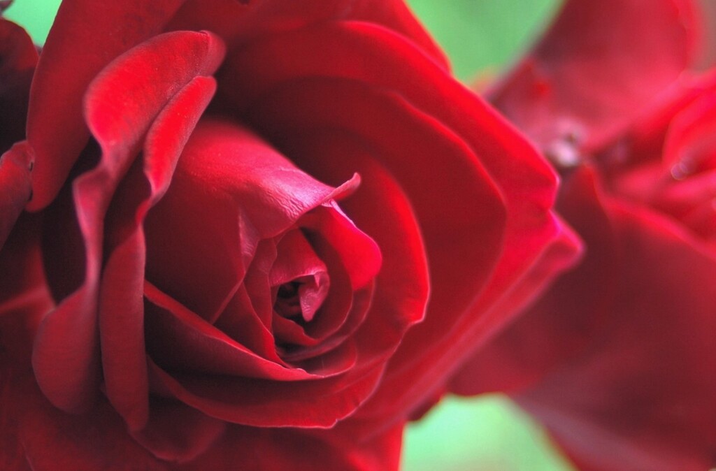 赤い薔薇