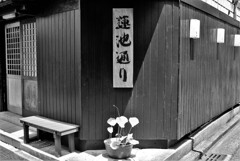 蓮池