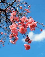 枝垂れ梅