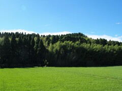 突然の夏到来