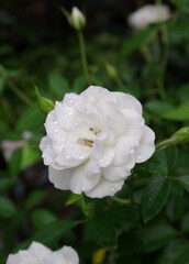 散歩で出会った草花