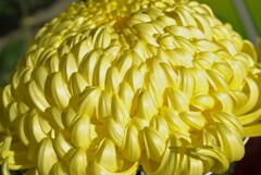 菊