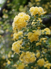 代々木八幡にてⅤ