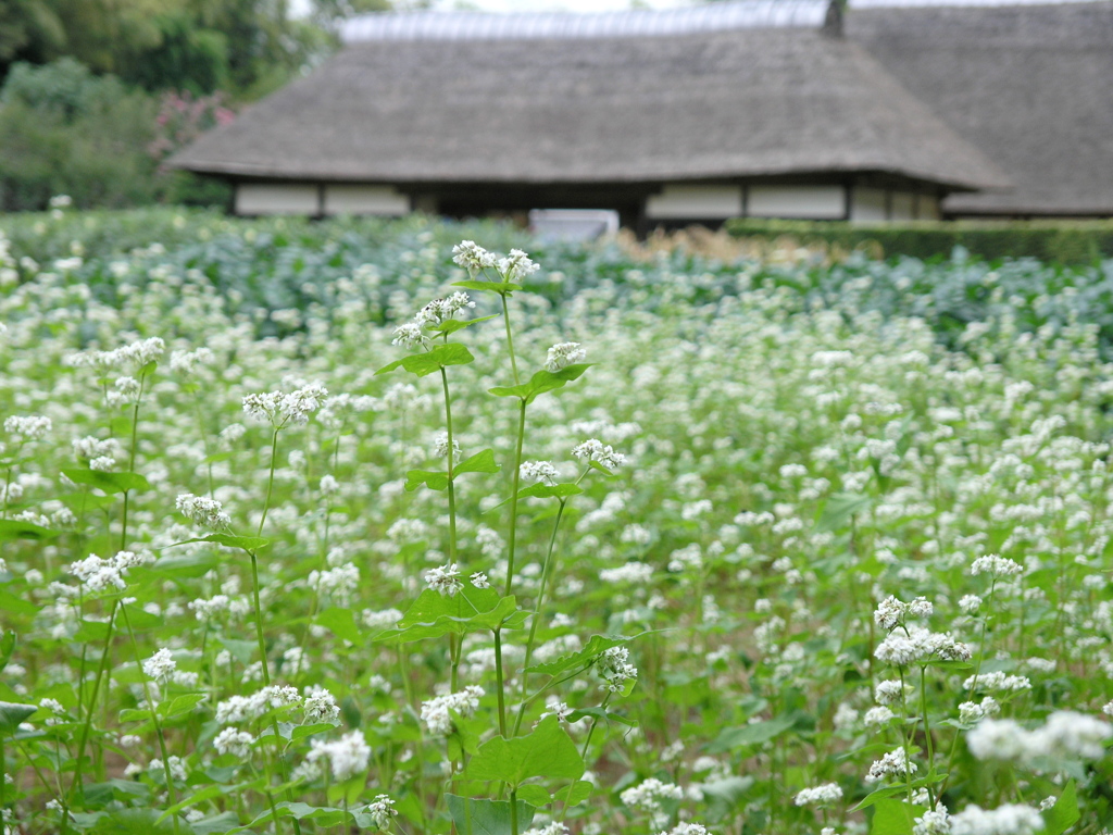 蕎麦の花咲く頃