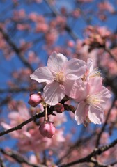 寒桜