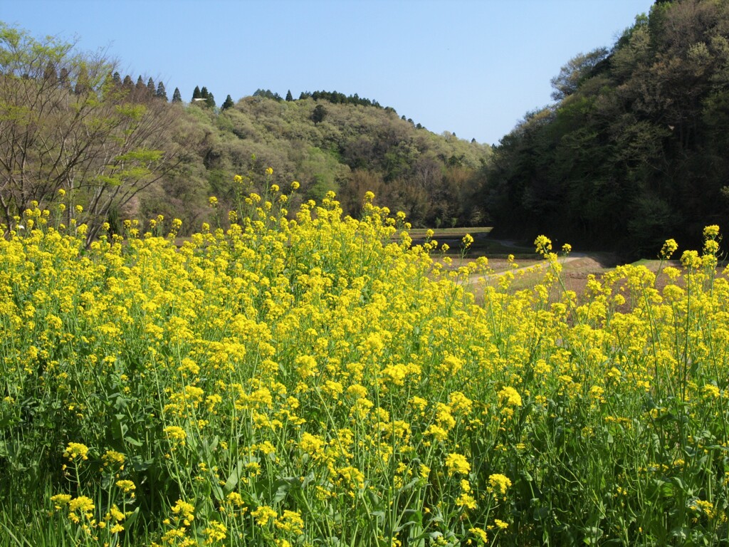 里山歩けば