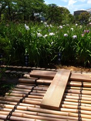 初夏の菖蒲田
