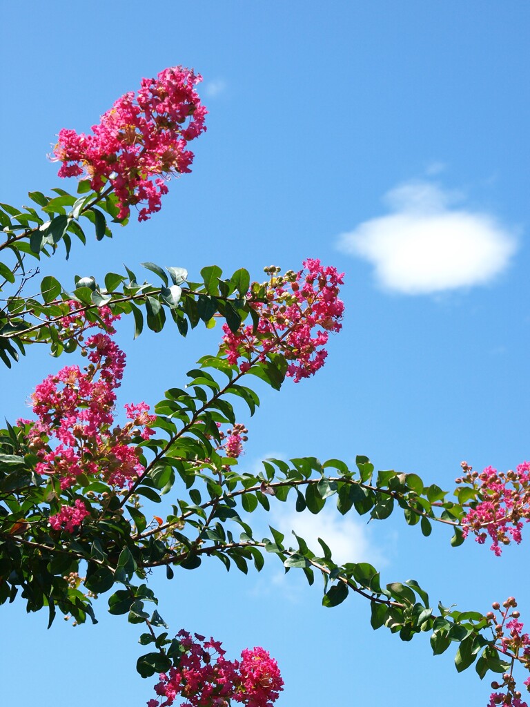 散歩で出会った草花