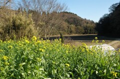 里山の春