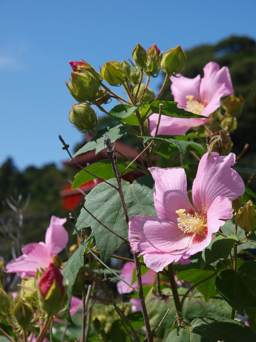 秋の陽ざしをうけて