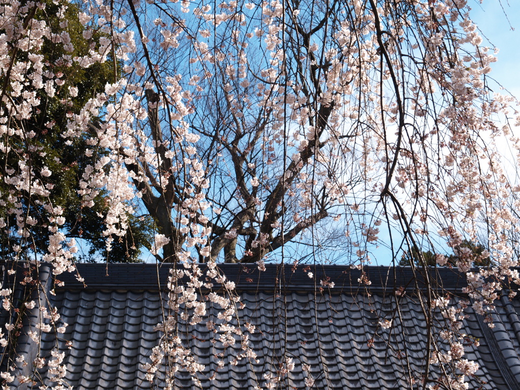 春彩