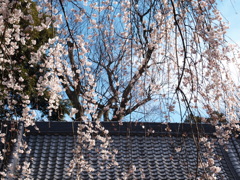 春彩