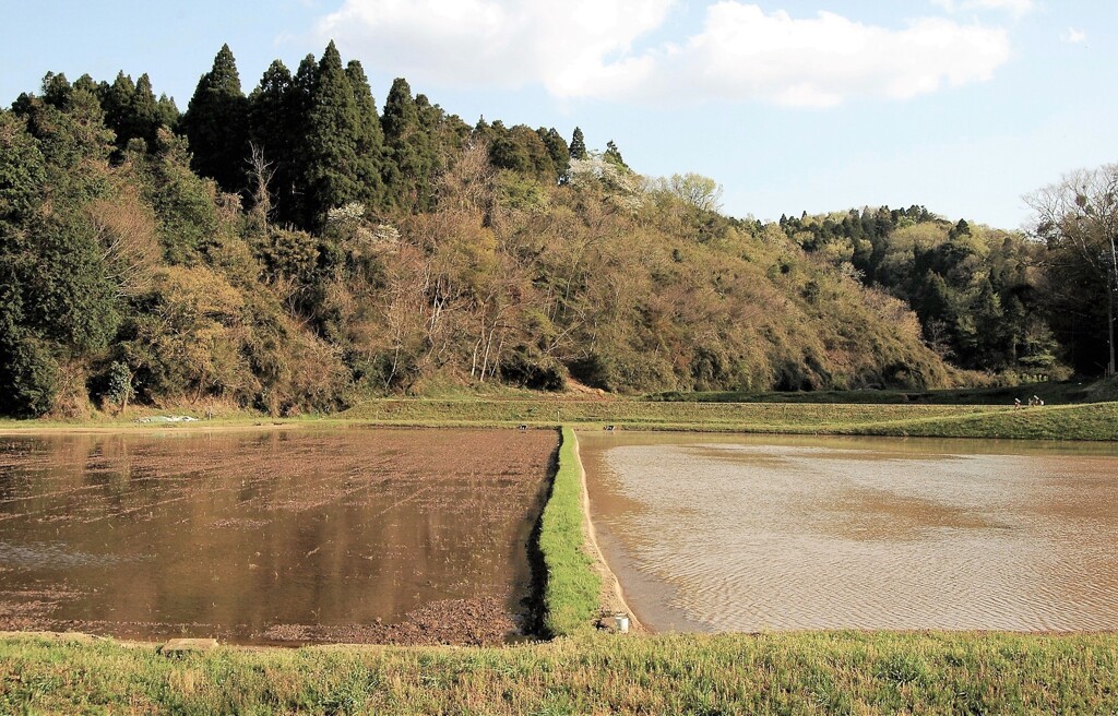 田植えを待つ