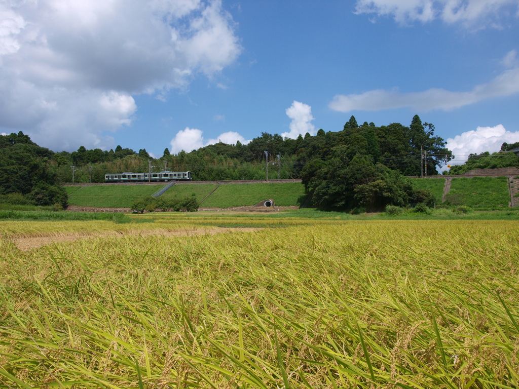 長閑