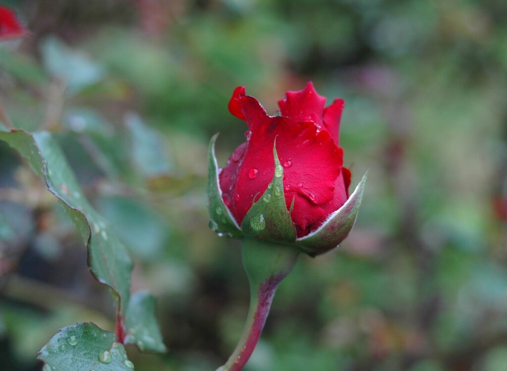 薔薇のつぼみ
