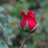 薔薇のつぼみ