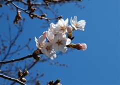 あっ  咲いてる！