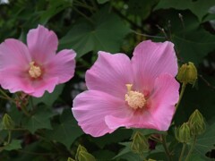 夏の花景色