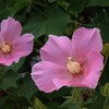 夏の花景色