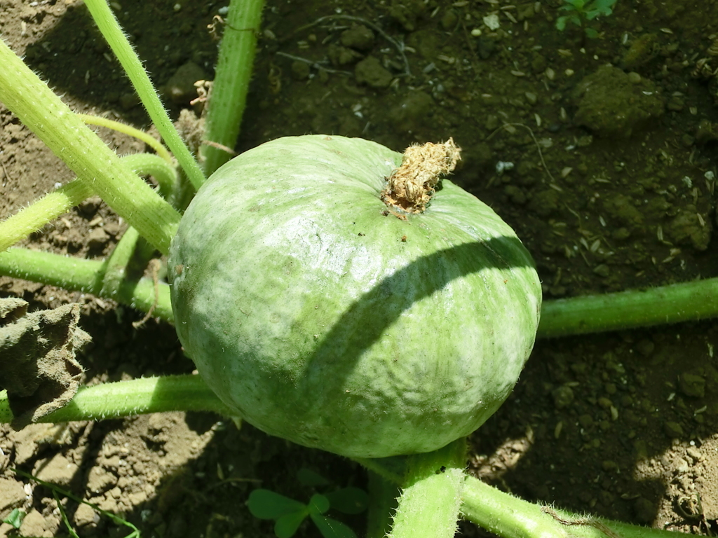 カボチャはぼちぼち大きくなって