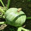 カボチャはぼちぼち大きくなって