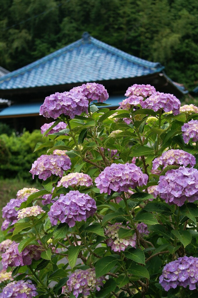 里山の紫陽花