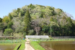 里山春景色