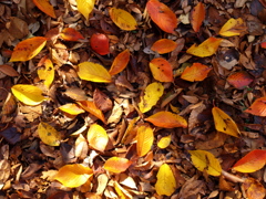 そして冬が来る…