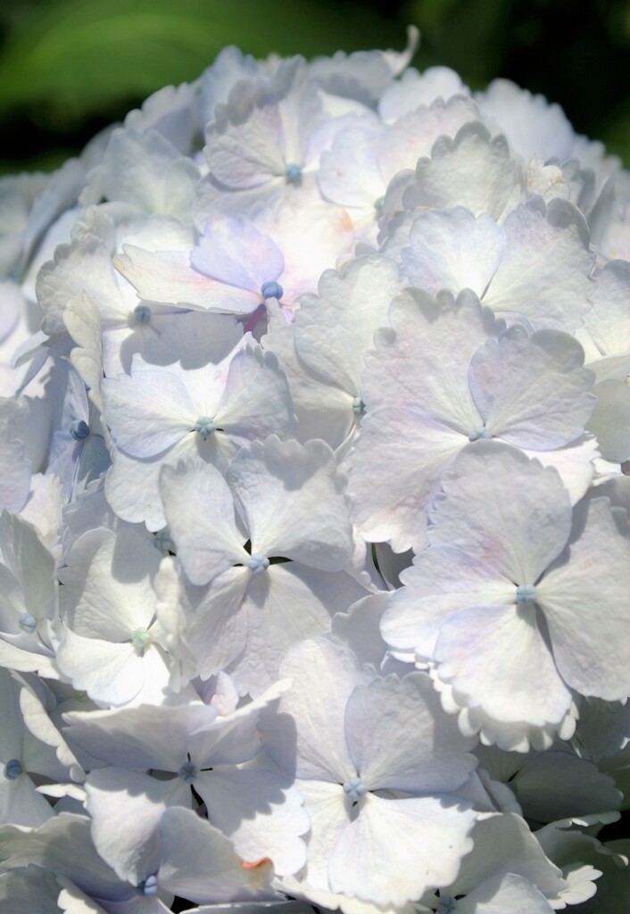 白アジサイ