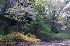 新緑の彩り