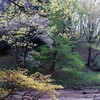 新緑の彩り