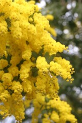 春を彩る花たち