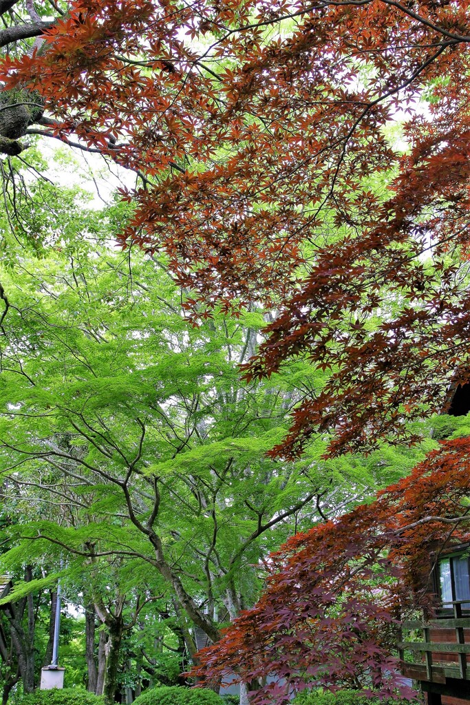 ちょっと軽井沢へ