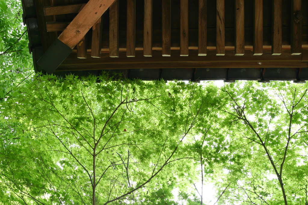 見上げれば新緑