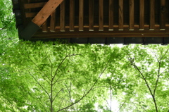 見上げれば新緑