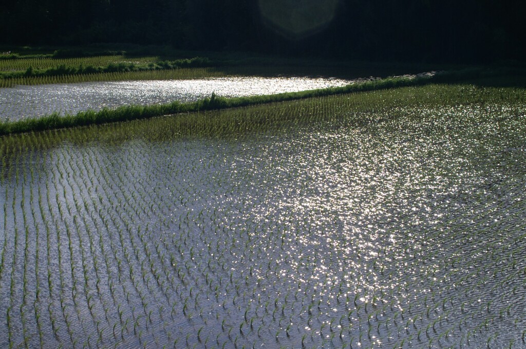 美しき水田