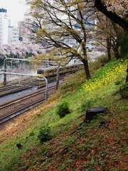 外堀桜景色8