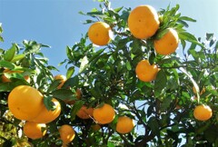みかんの美味しい季節