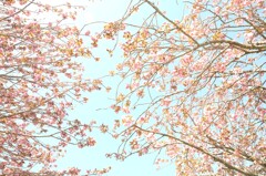 春の秋元牧場