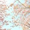 春の秋元牧場