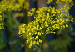 散歩で出会った草花