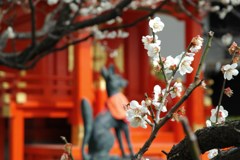 お稲荷さんの春
