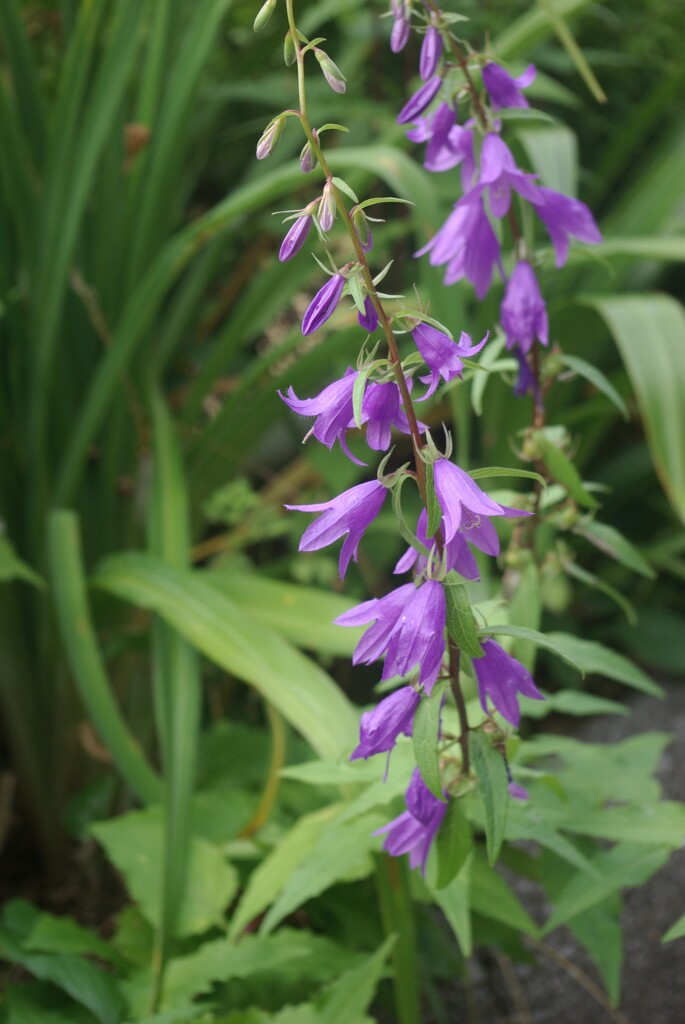 梅雨の季節の紫の花